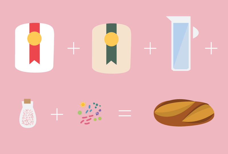 Illustration for article titled How Microbes Make Fermented Food